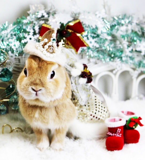 Смешные Видео Новогодние Поздравления Кролика