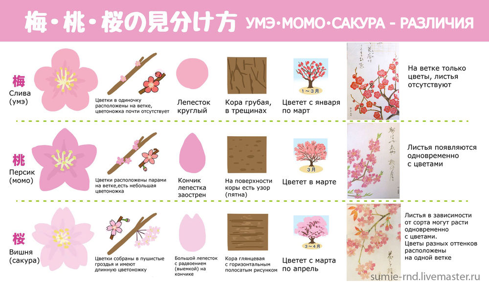 Sakura hirota amazing japanese teacher
