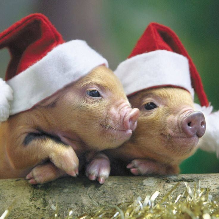 Новогодние Свинюшки С Пожеланиями