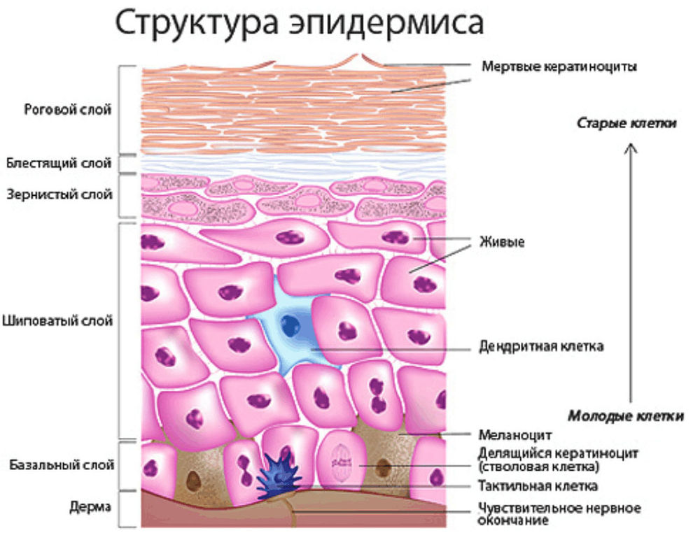 Делится клетка на коже Делится клетка на коже