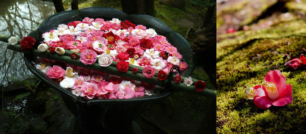 Прекрасная камелия – цветок без запаха для парфюмера, символ hanel и японских самураев, фото № 2