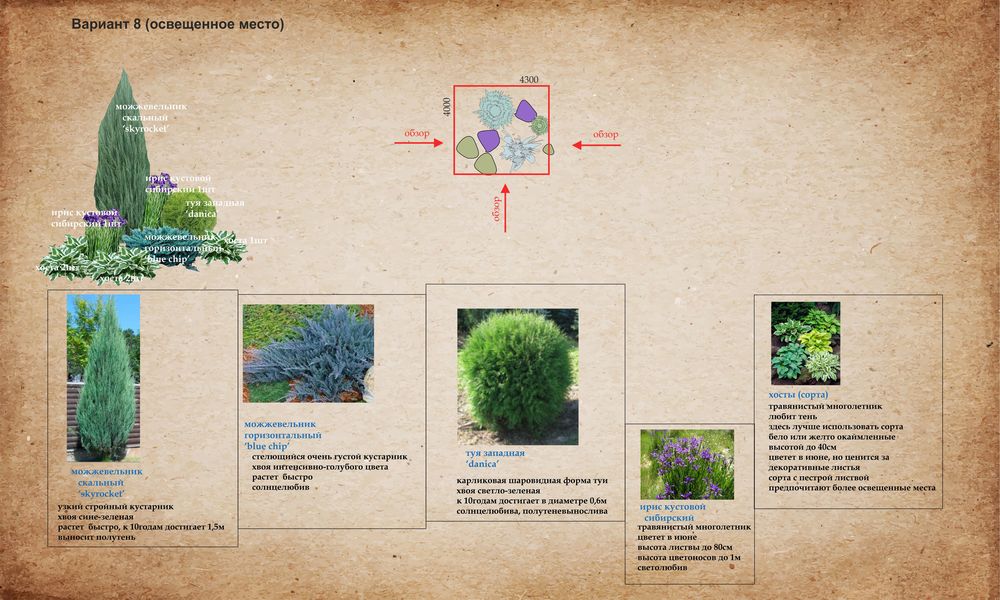 Идеи для сада. Примеры композиций из деревьев и кустарников, фото № 8