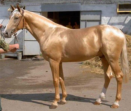 Золотые кони. Необычные масти лошадей, фото № 15