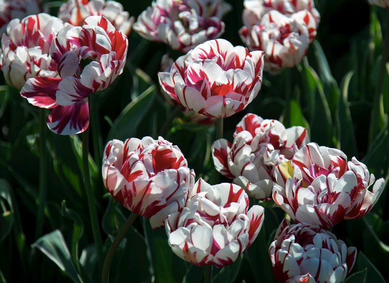 Такие разные тюльпаны. История весеннего цветка, фото № 63 Такие разные тюльпаны. История весеннего цветка, фото № 63