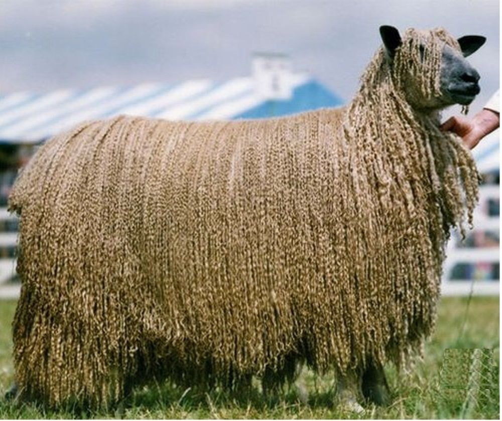 Длинный тип шерсти. Порода овец Керли. Тоскана порода овец. Венслидейл порода овец. Остфризская порода овец.