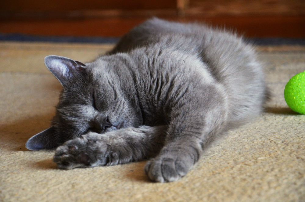 котенок котенок