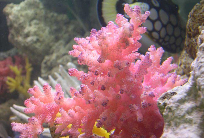 Разноцветье кораллов и украшения из них, фото № 1. Мастерская в доме. 