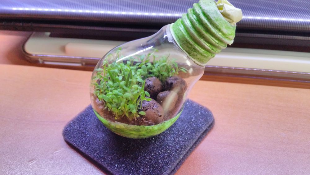 Флорариум, или экосистема — миниатюрный сад в бутылке. Фото — Ботаничка