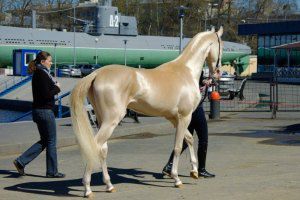 Золотые кони. Необычные масти лошадей, фото № 23