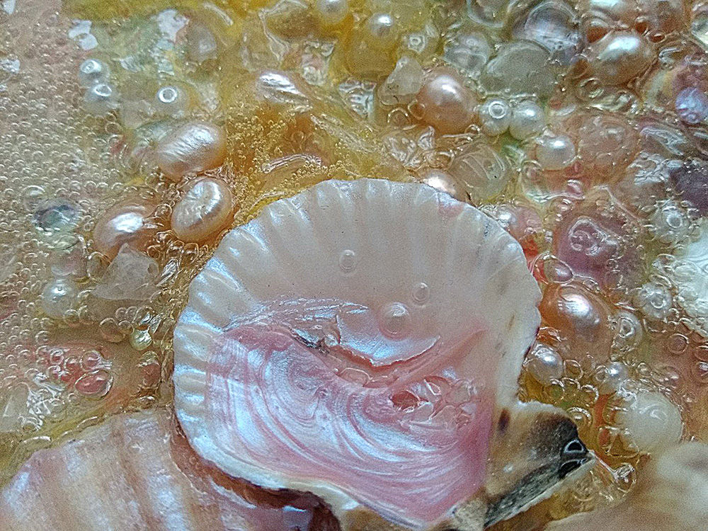 Перламутровые л. Морская Жемчужница моллюск. Жемчуг Бурмицкий раковина. Моллюск Акойя жемчуг. Жемчужина внутри раковины моллюска.