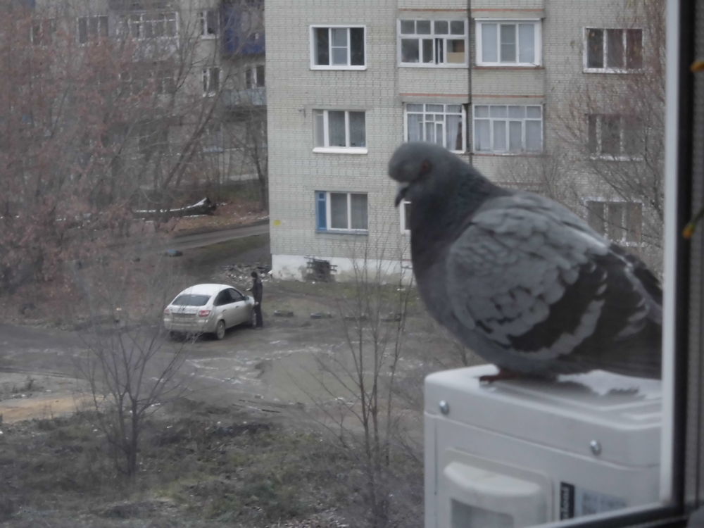 Примета голубь сел на крыше