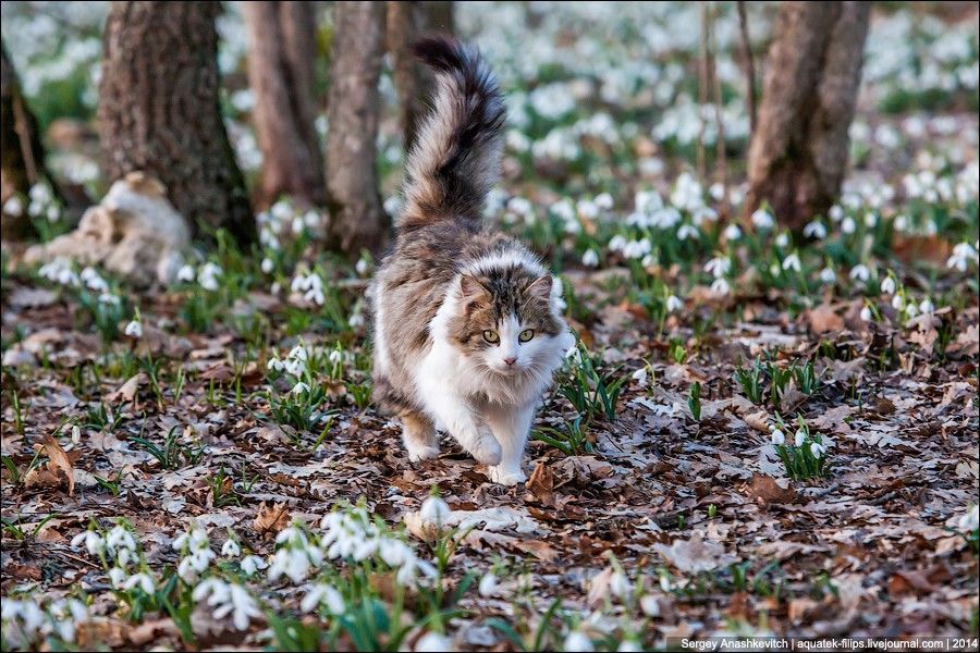 Котики весна картинки