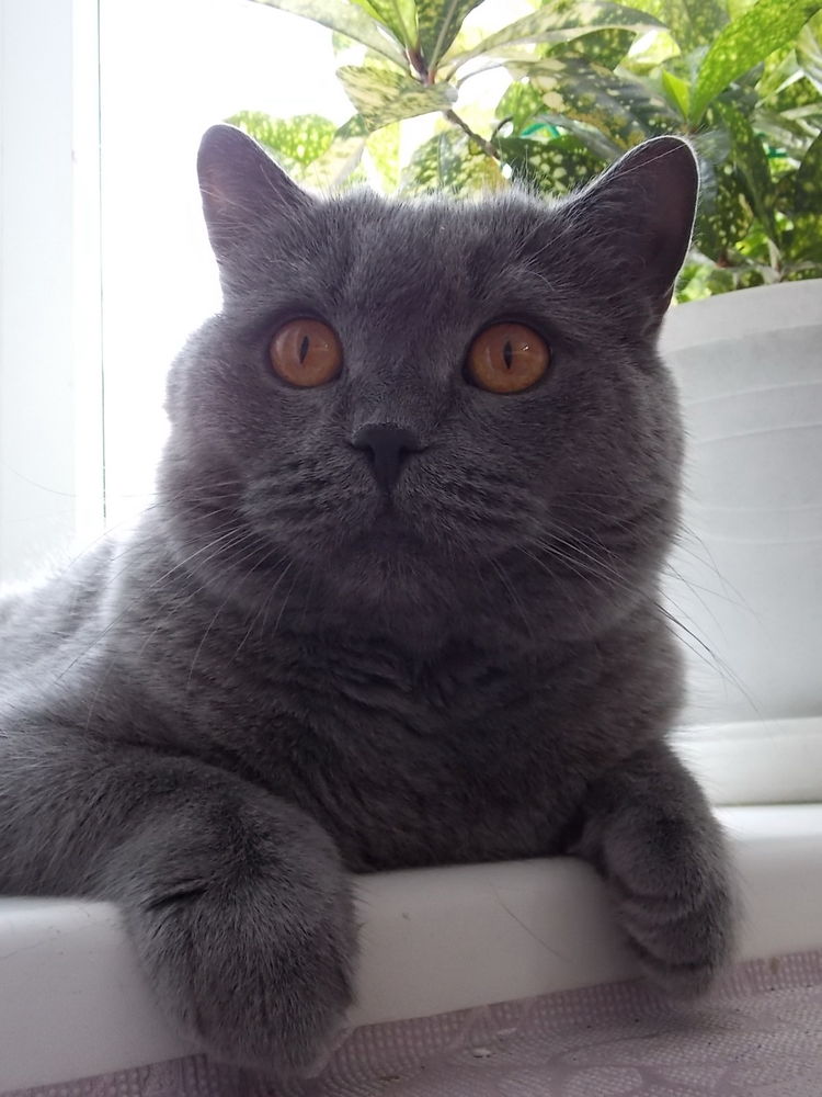 Сколько живут британцы кошки