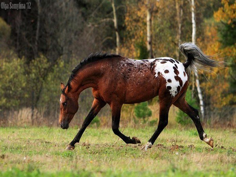 Рассмотрите фотографию коричневой лошади с черными. Аппалуза гнедая. Аппалуза чубарая гнедая. Гнедая Аппалуза лошадь. Кнабструппер гнедой.