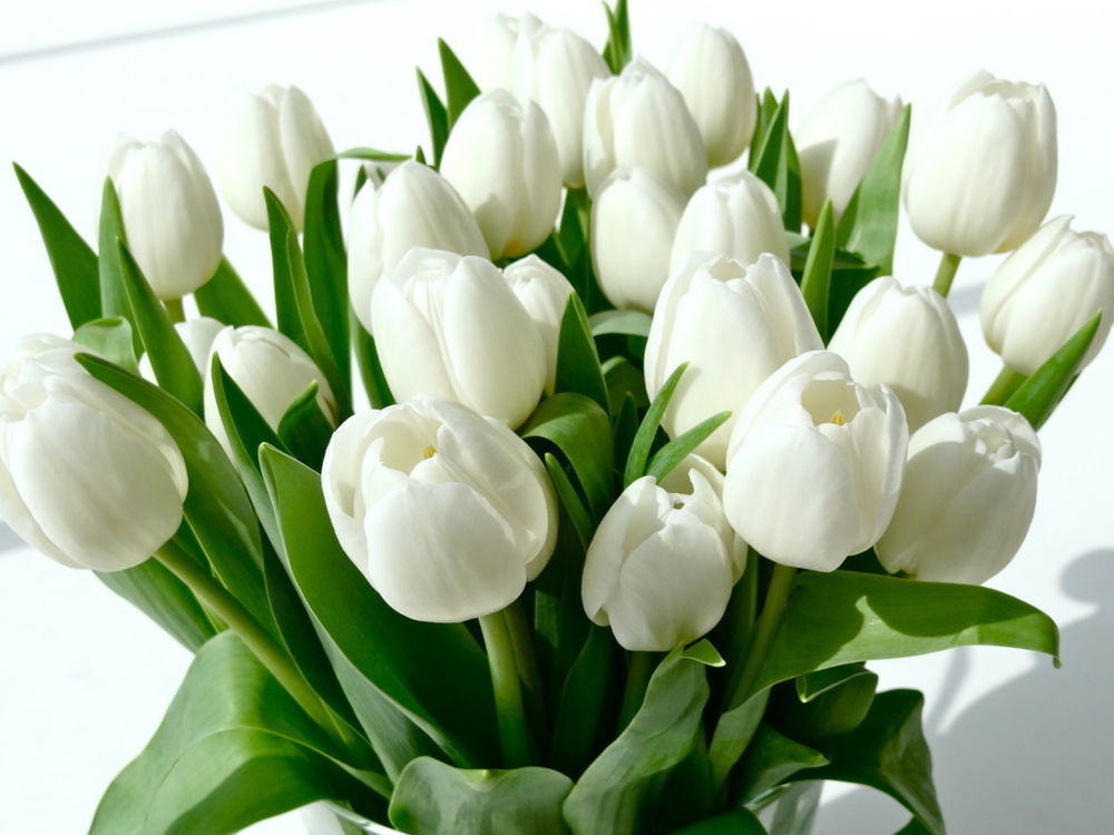 Такие разные тюльпаны. История весеннего цветка, фото № 53 Такие разные тюльпаны. История весеннего цветка, фото № 53