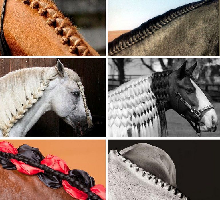 На различных конных представлениях и шоу часто можно увидеть лошадей с запл...