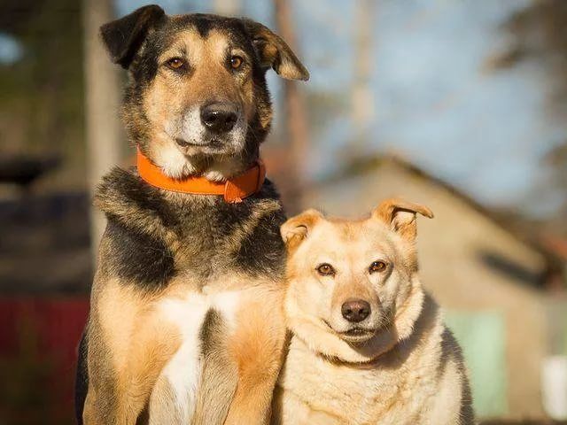 Щенок ротвейлера грустный. Собак чья жизнь. Маламут волкособ. Бритт робертсон собачья жизнь. Собачья жизнь бейли.