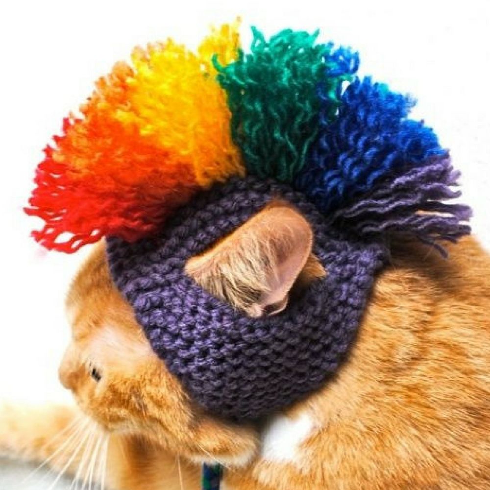 Кот в вязаной шапке с помпоном