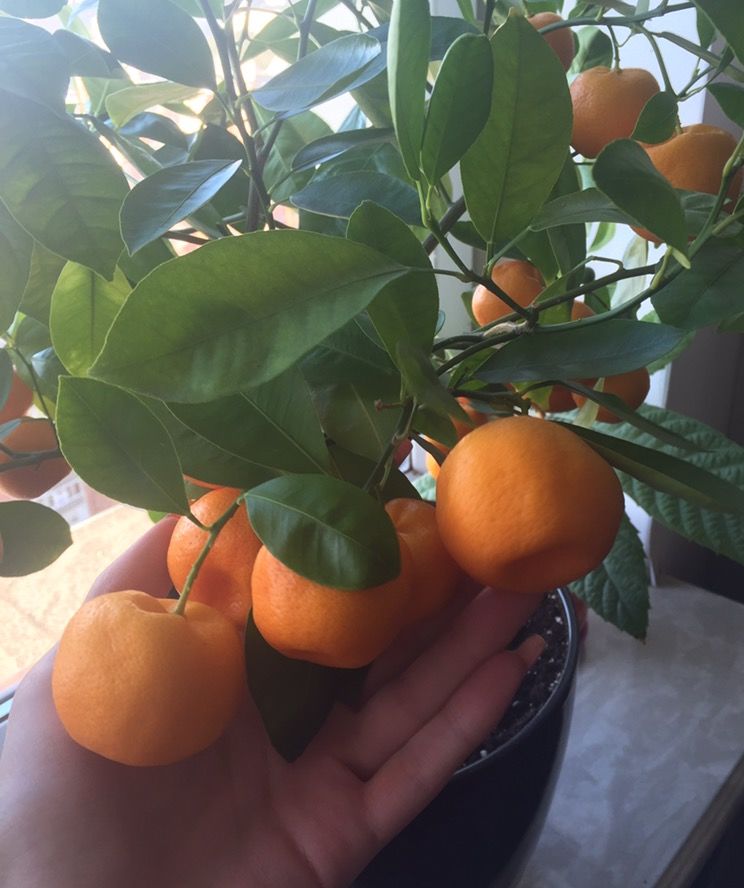 Апельсин в домашних условиях фото