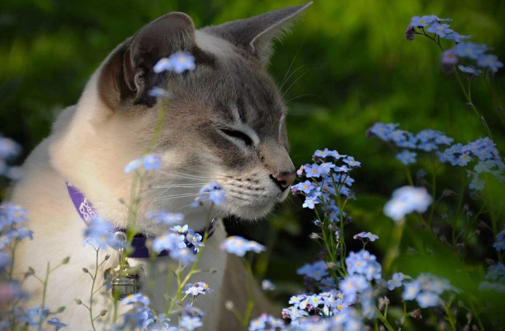 Котики весна картинки