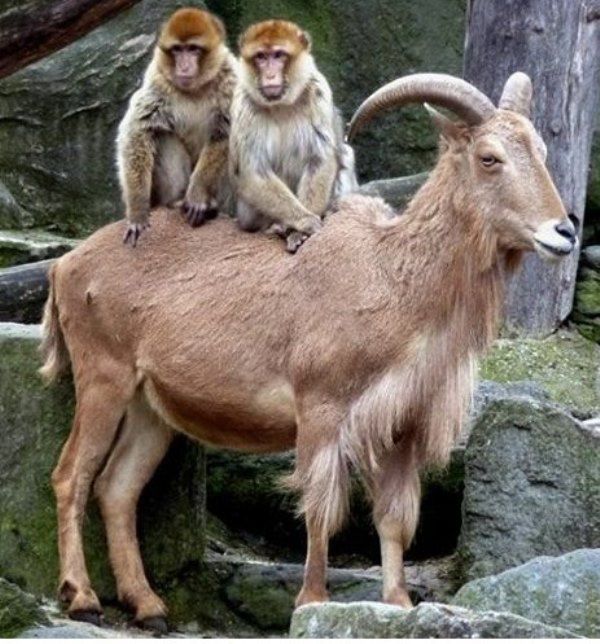 коза и мартышка. козёл и обезьяна. обезьяна и баран. коровье обезьяна. обезьяна и баран.
