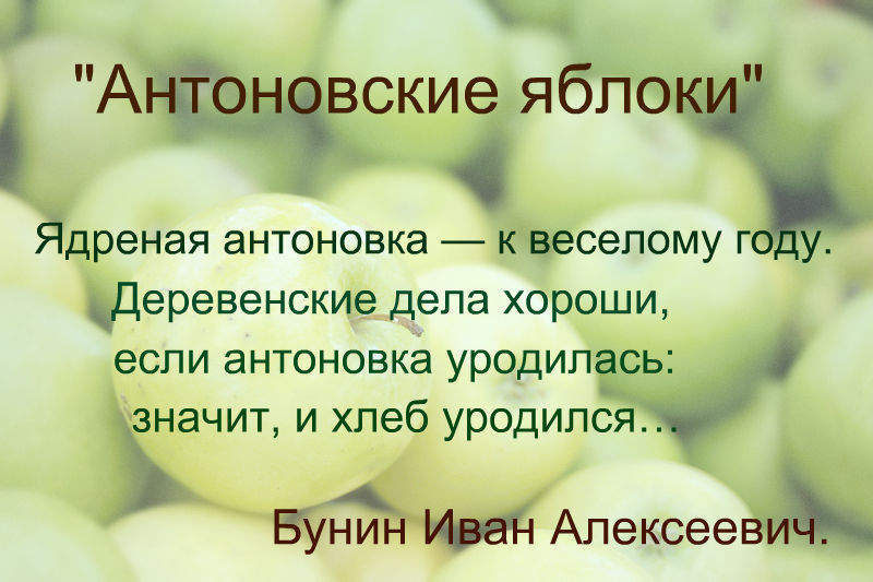 Почему антоновские яблоки