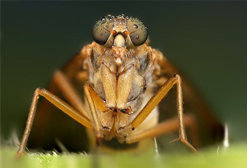 Макрофотографии насекомых от Ondrej Pakan