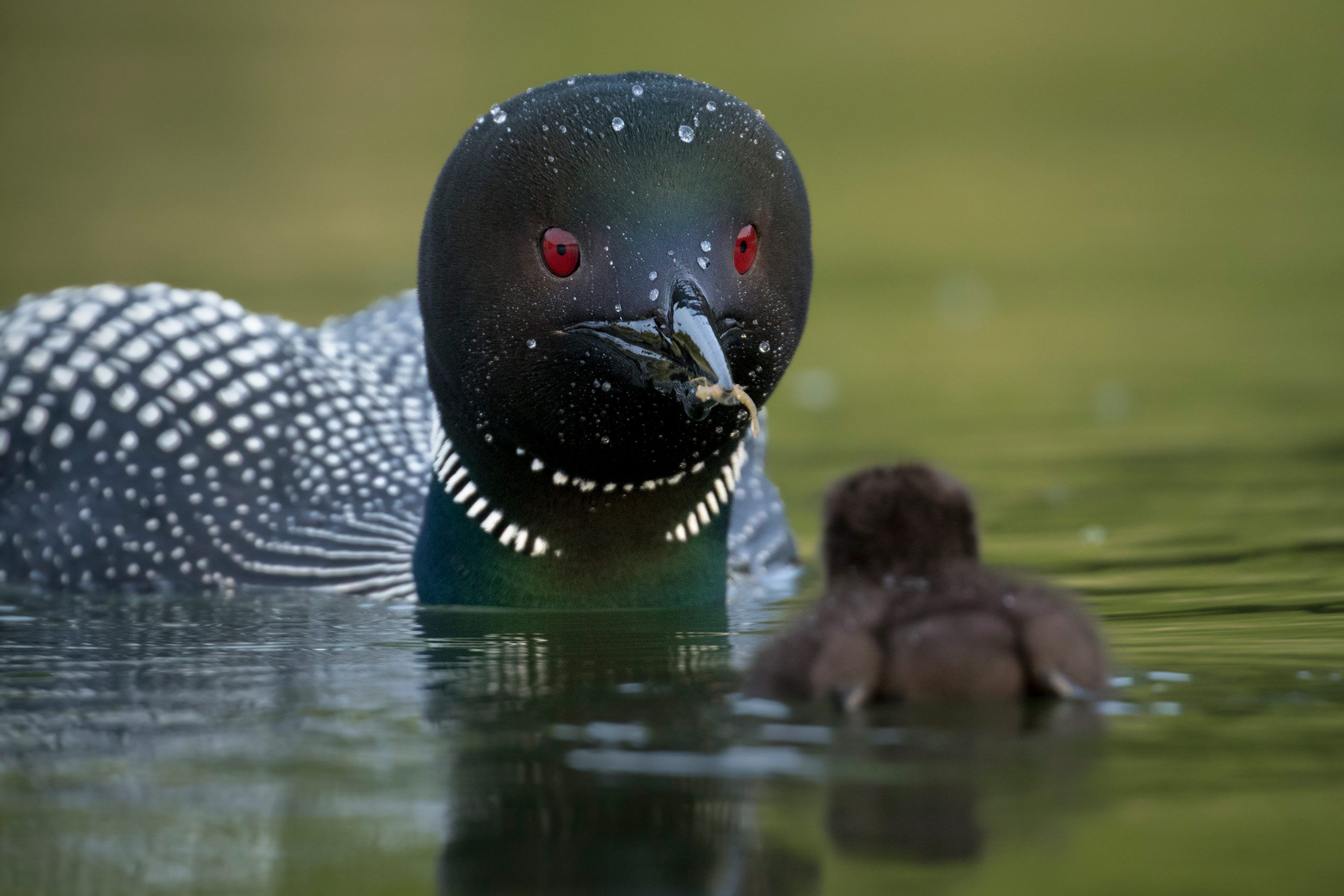 Wildlife c. Лучшие снимки дикой природы. Редкие кадры животных. Фотограф года в дикой природе. Животные интересный Кадр.