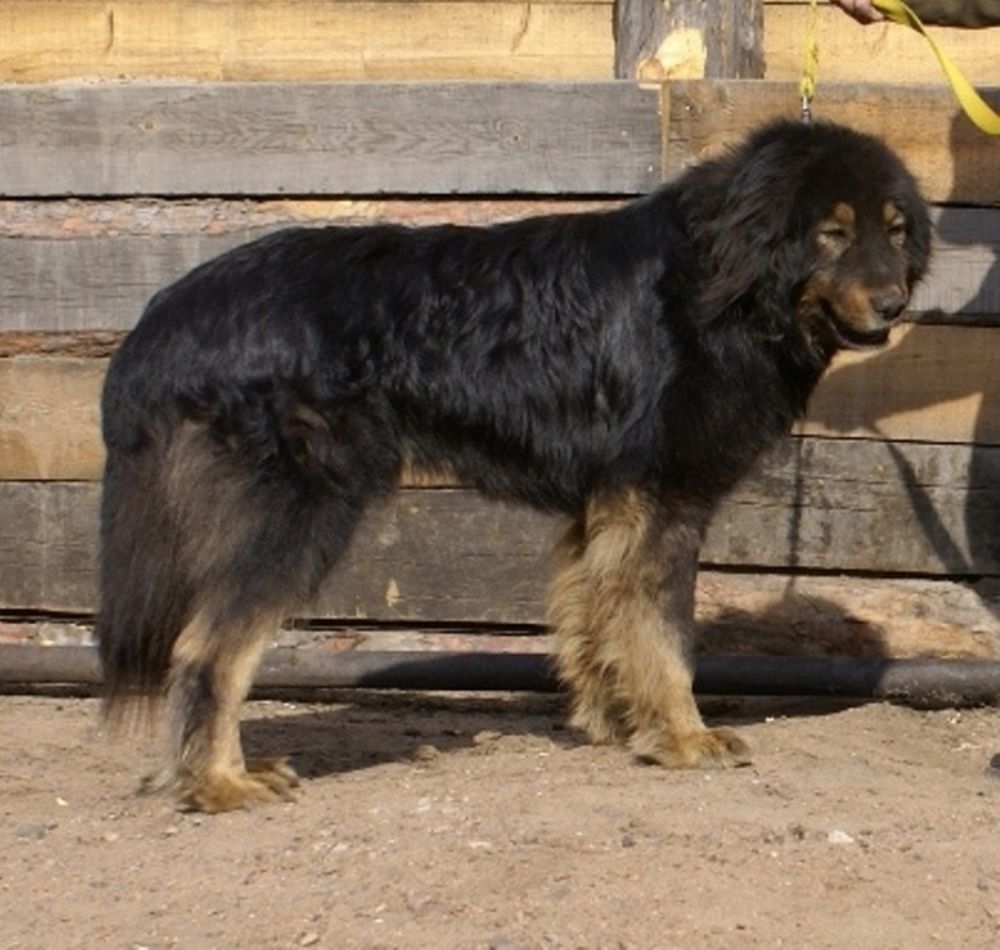 Кашемир — это круто! Вот только что это и что на самом деле круто. БМВ ...