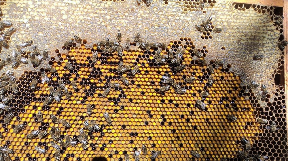 Bee life. Образ жизни пчел. Пчелы и их жизнь. Уклад жизни пчел. Колония пчел.