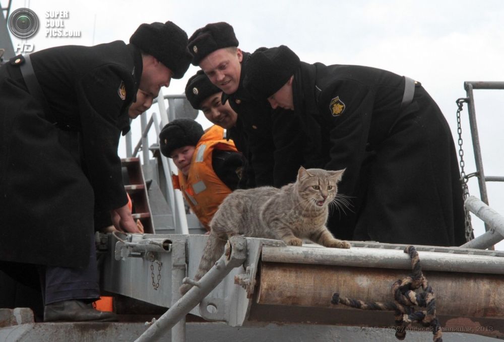 Кошка матрос
26