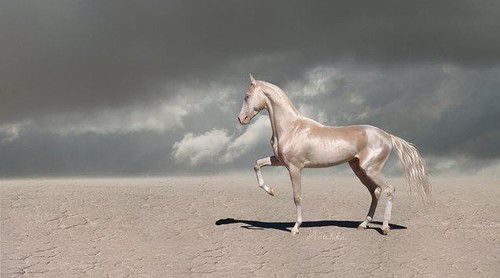Золотые кони. Необычные масти лошадей, фото № 29