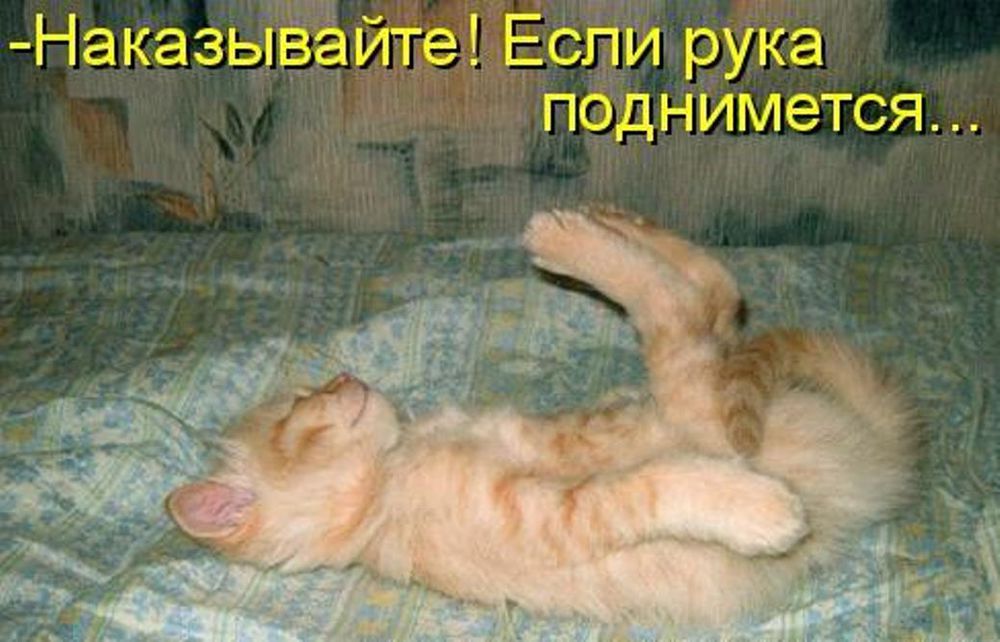 Снова спать одно и тоже. Весёлые картинки с надписями. Смешные картинки про котов с надписями. Смешные картинки с котами и надписями. Наказывайте если рука поднимется.