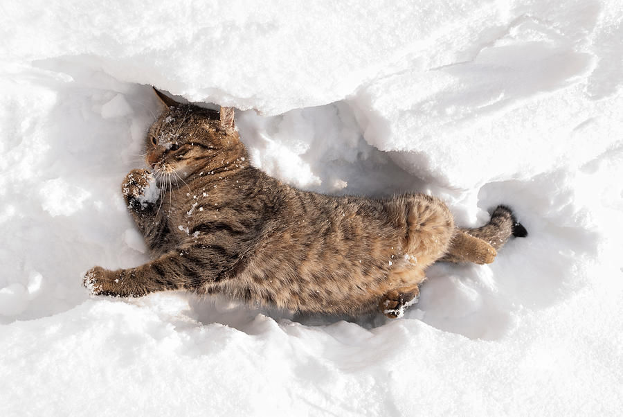 Снег и котик