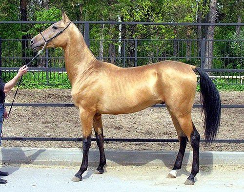 Золотые кони. Необычные масти лошадей, фото № 12