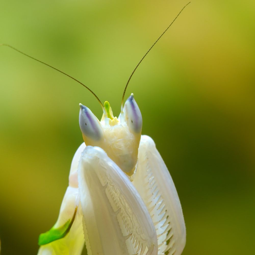 Орхидейный богомол (Hymenopus coronatus): Персональные записи в журнале  Ярмарки Мастеров