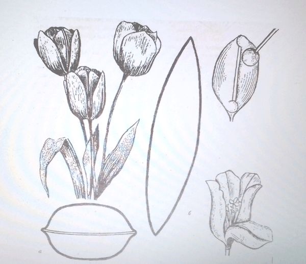 Изготавливаем цветок тюльпана из гофрированной бумаги: Мастер-Классы вжурнале Ярмарки Мастеров