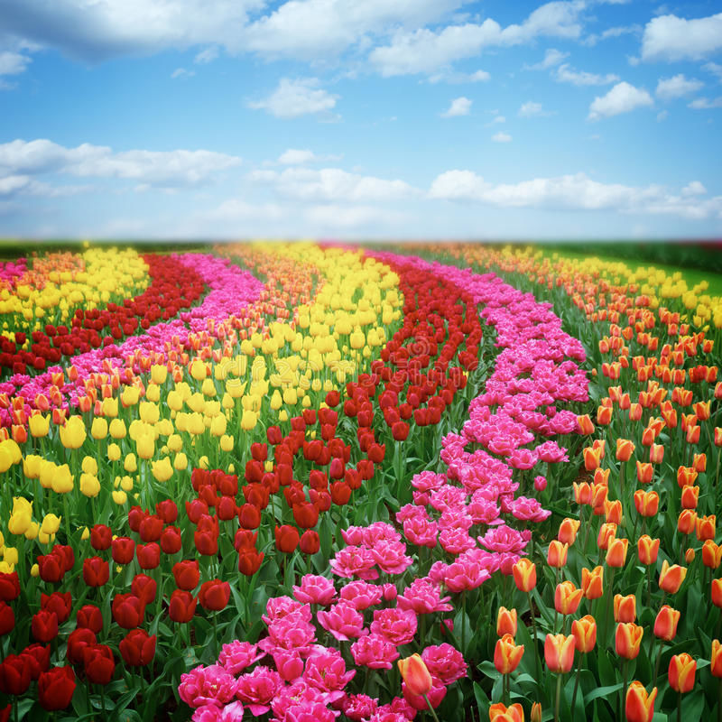 Такие разные тюльпаны. История весеннего цветка, фото № 18