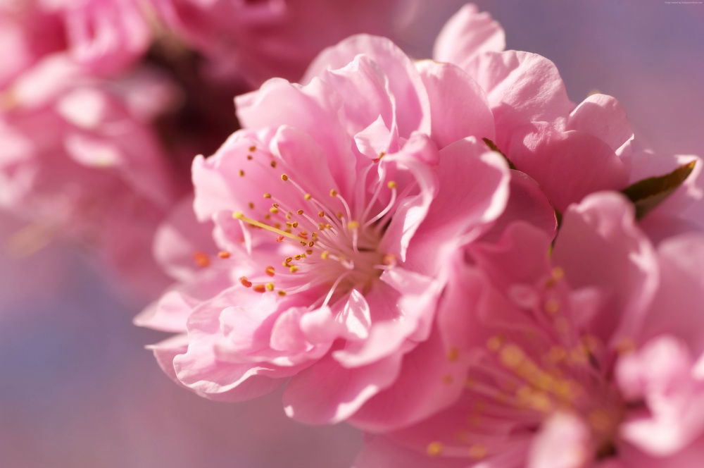 Как нежно цветет сакура..." Фото и видео: Персональные записи в журнале Ярмарки Мастеров