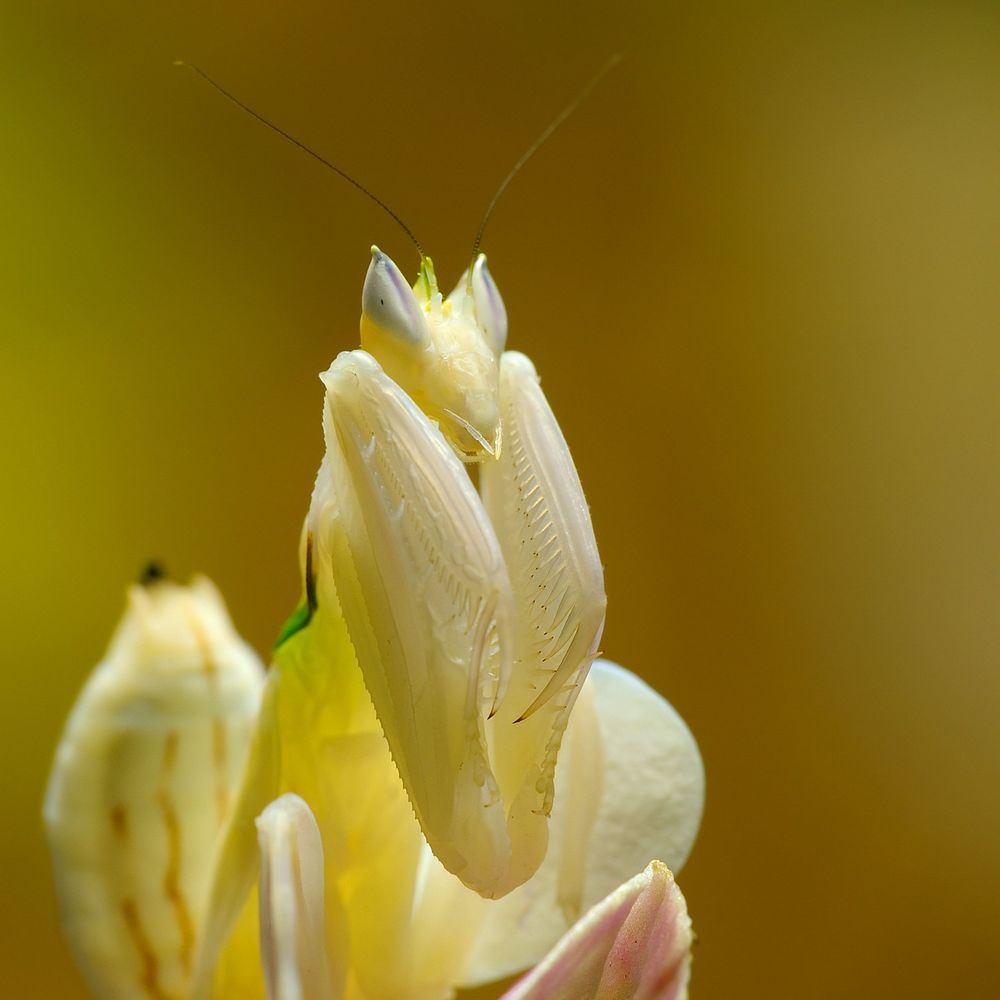 Орхидейный богомол (Hymenopus coronatus): Персональные записи в журнале  Ярмарки Мастеров