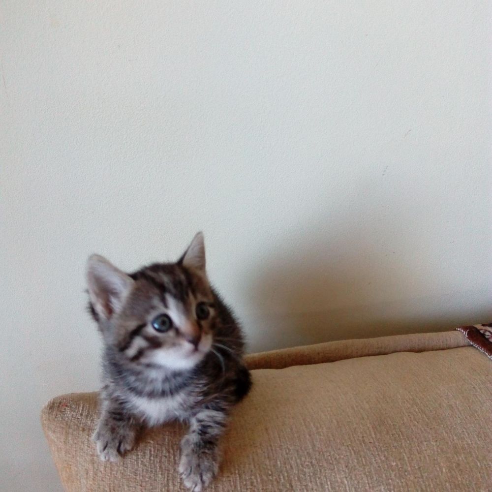 ставрополь котенок. авито ставрополь котята в добрые руки. авито ставрополь котята в добрые руки. авито ставрополь котята в добрые руки. отдам в хорошие руки кошечку ставрополь.