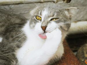 возьмите счастье в домЛегко ли быть Королевой или Филадельфия желает познакомиться....... | Ярмарка Мастеров - ручная работа, handmade возьмите счастье в дом