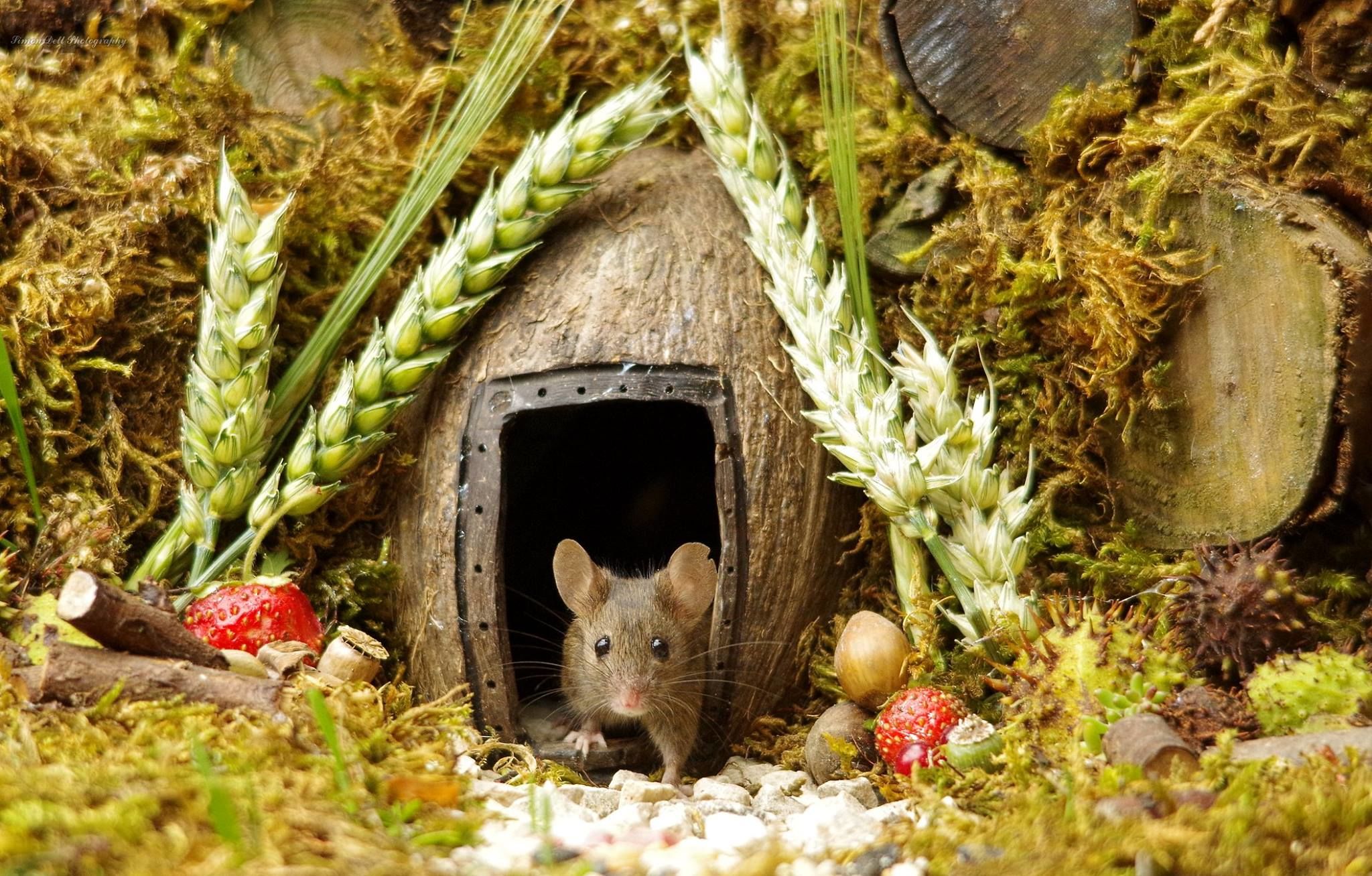 Photographer Built Village for Mice | Журнал Ярмарки Мастеров