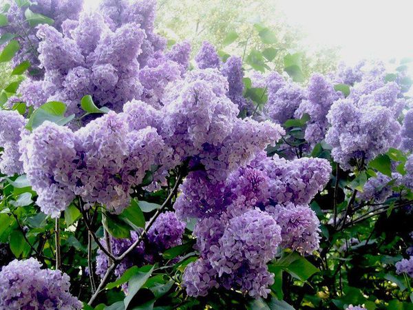 Деньрождественский конкурс коллекций