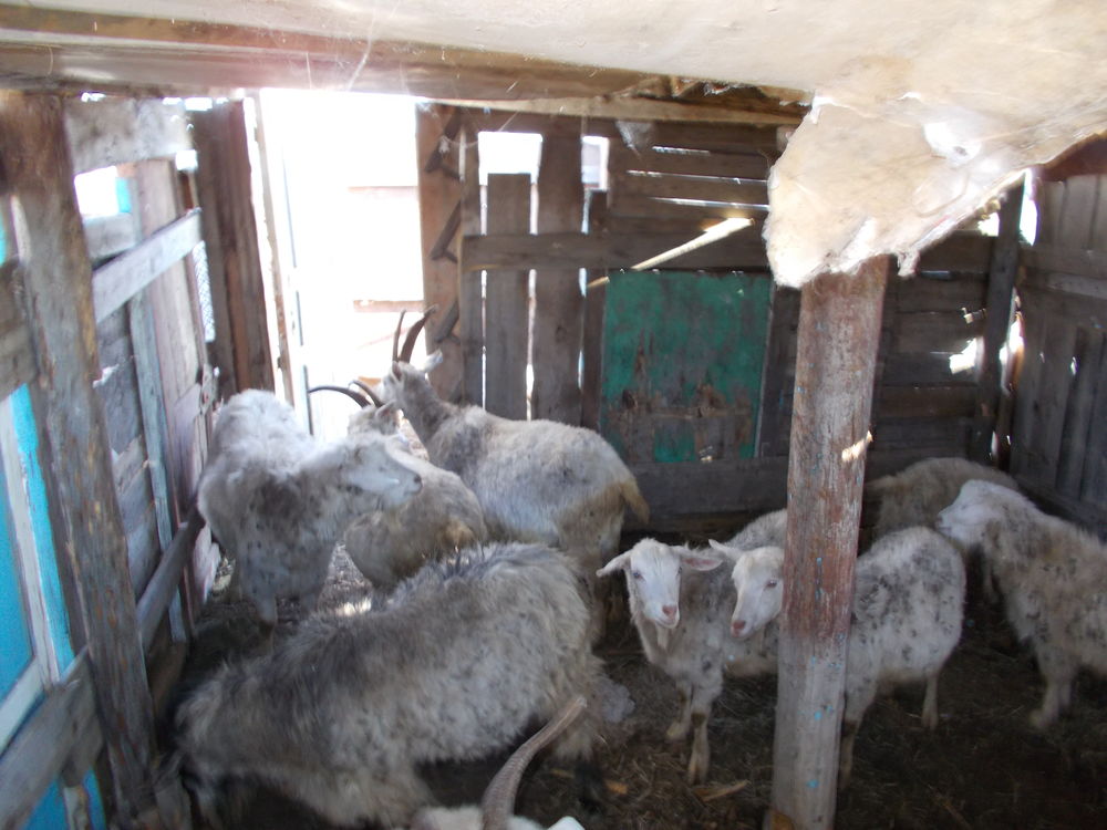 Строим сарай для коз. | Уютный форум 