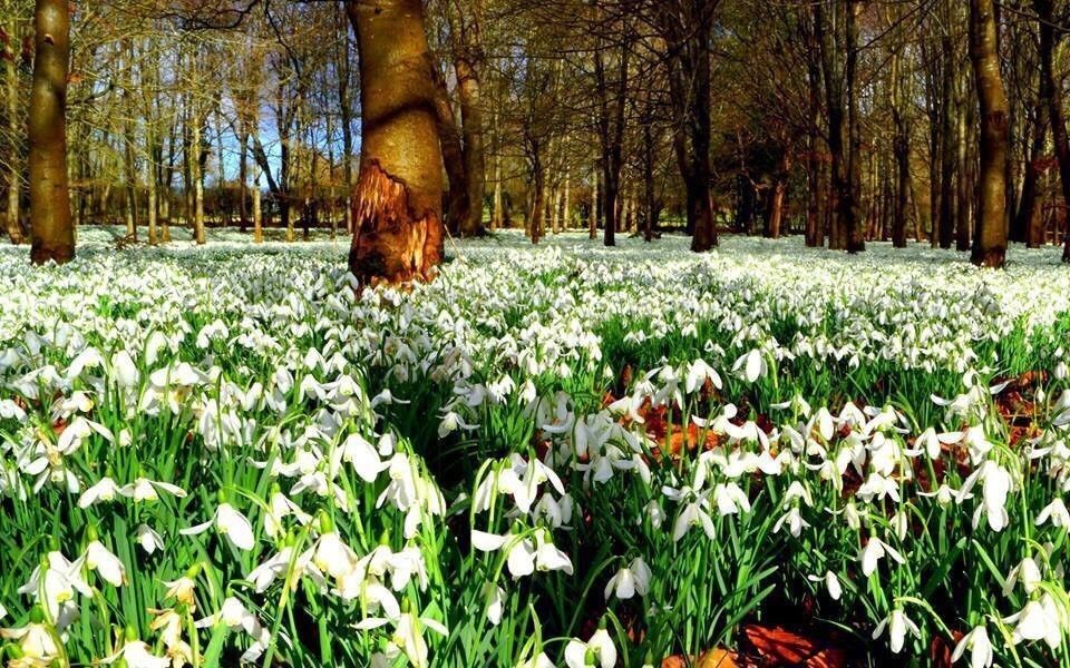 Фото весеннего леса с подснежниками