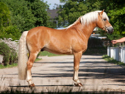 Золотые кони. Необычные масти лошадей, фото № 14