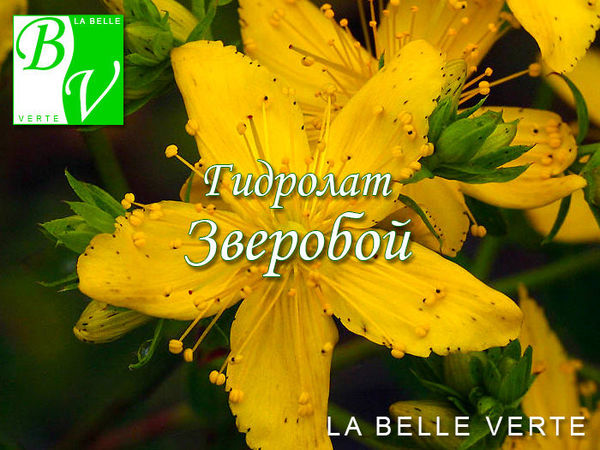 Гидролат Зверобоя: свойства, способы применения | Ярмарка Мастеров - ручная работа, handmade