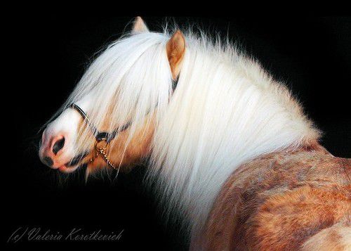 Золотые кони. Необычные масти лошадей, фото № 34