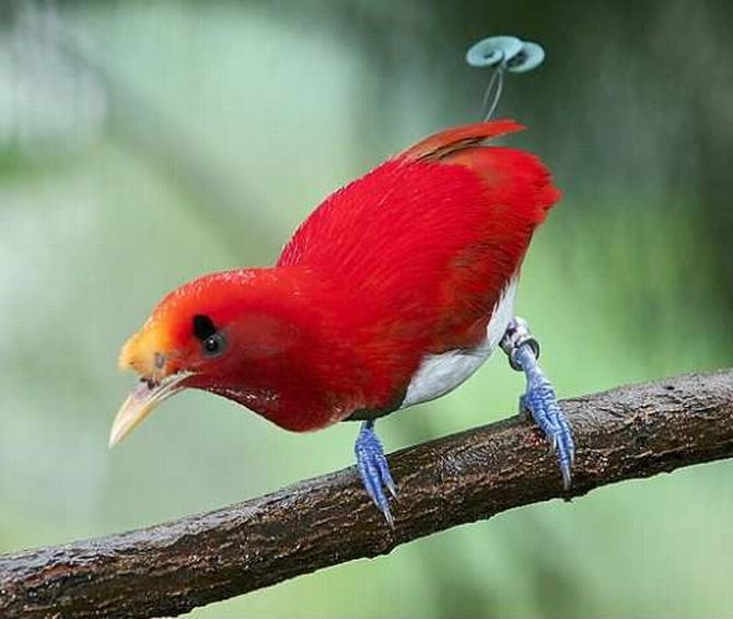 Райские птички - украшение нашей планеты, фото № 13